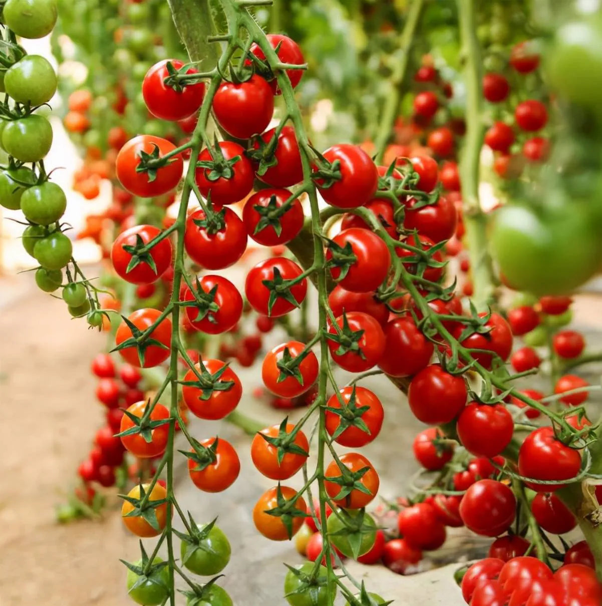 Waterfalls Cherry Tomato