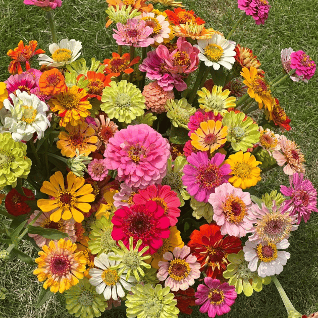 Giant Mix Zinnia Flowers Seeds + Free Plant Growth Booster(Buy 1 Get Free)