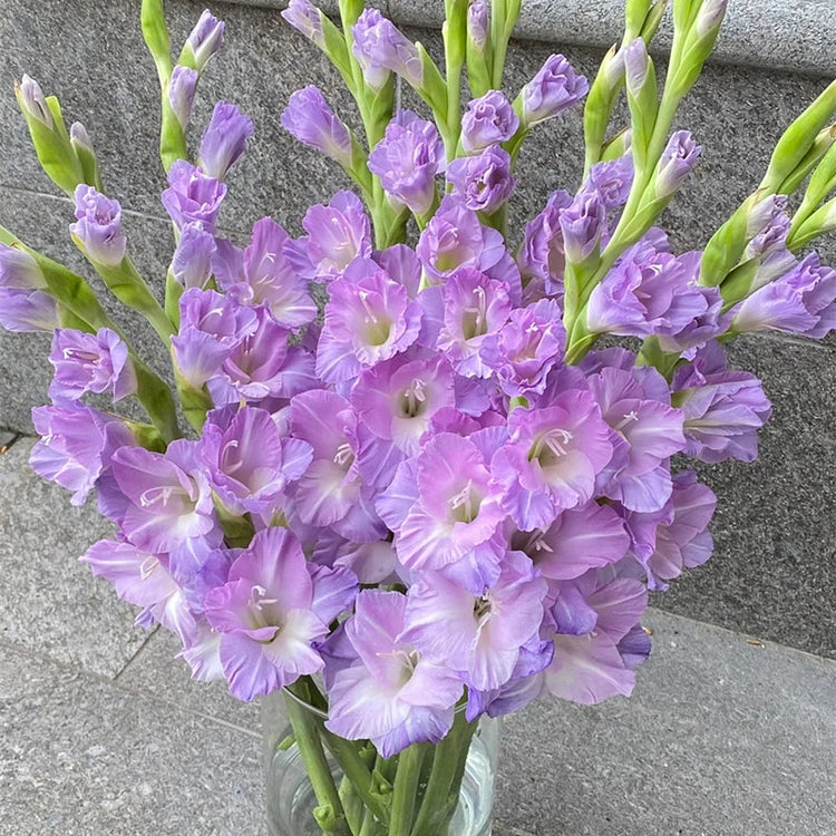 Rainbow Gladiolus Mix Bulbs