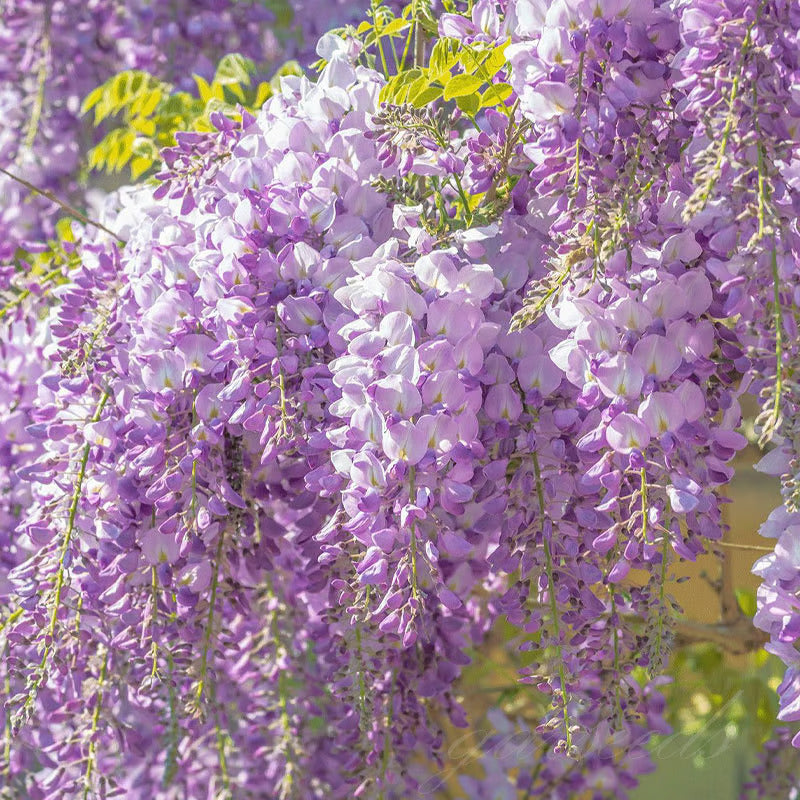 Wisteria Flower Seeds - The Garden's Cascading Beauty All Year Round