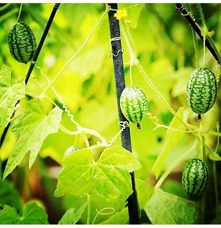 Thumb Watermelon Seeds