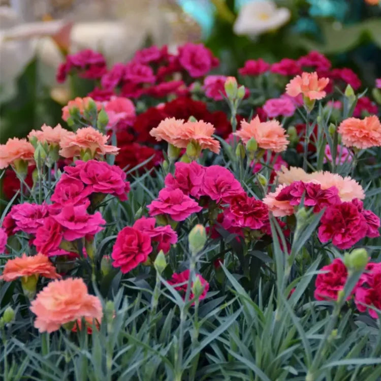Multi-Colored Carnation Seeds + Free Pot Mixture 100 gm