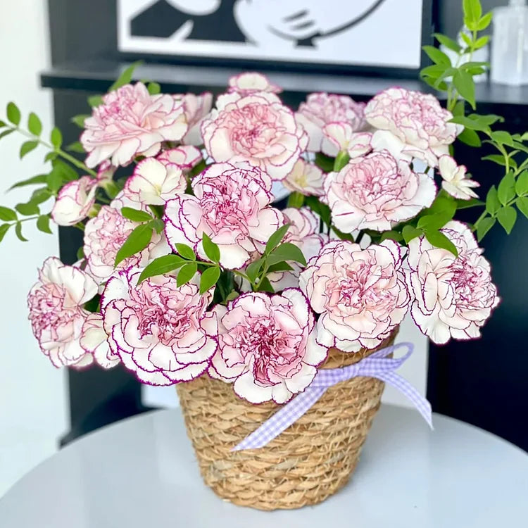 Double Carnation Seeds