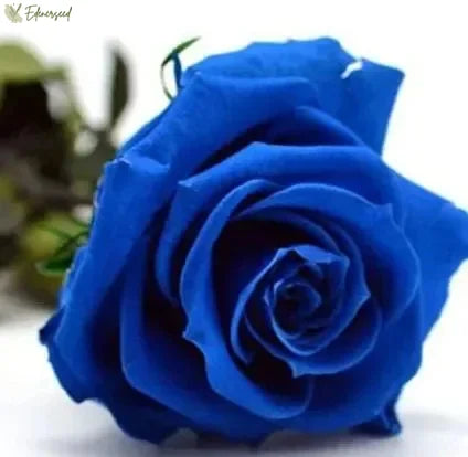 💙Blue Enchantress Rose Seeds + Plant Growth Supplement Free