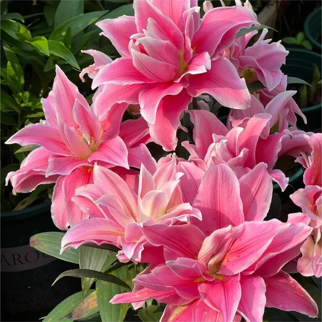 Double Petaled Perfume Lily Bulbs