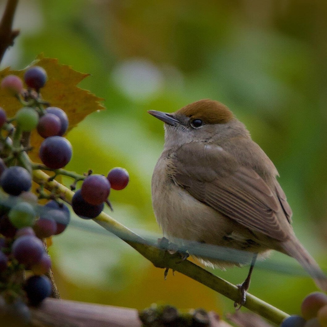 Giant Black Grapes Seed