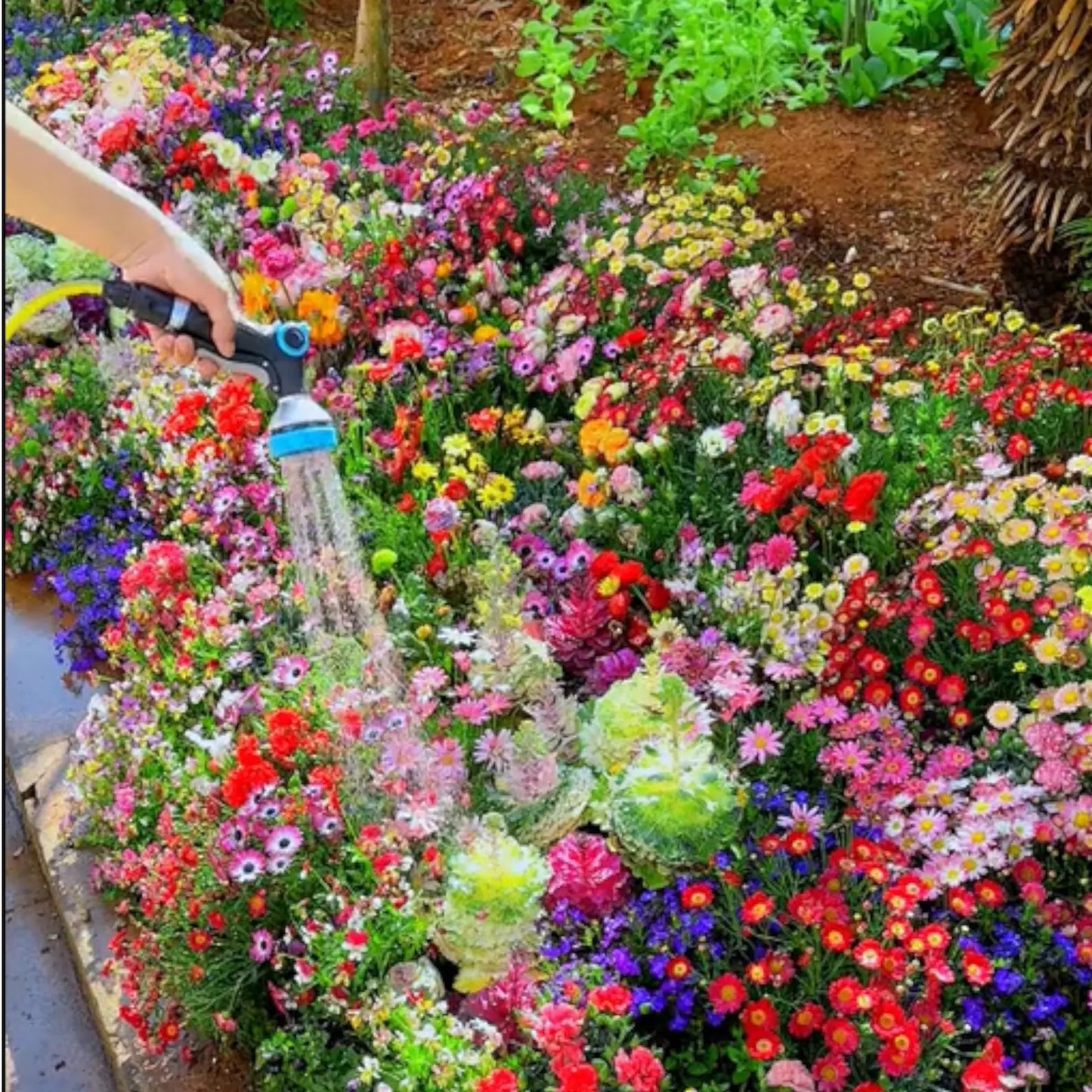 Mixed Perennial Flowers Seeds + Get Plant Growth Supplement Free