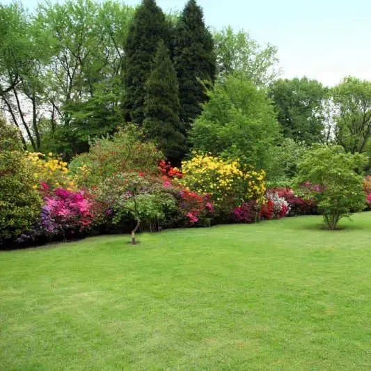 Four Seasons Evergreen Dwarf Grass Seeds (Buy 1 Get 1 Free) + Free Fertilizer Inside