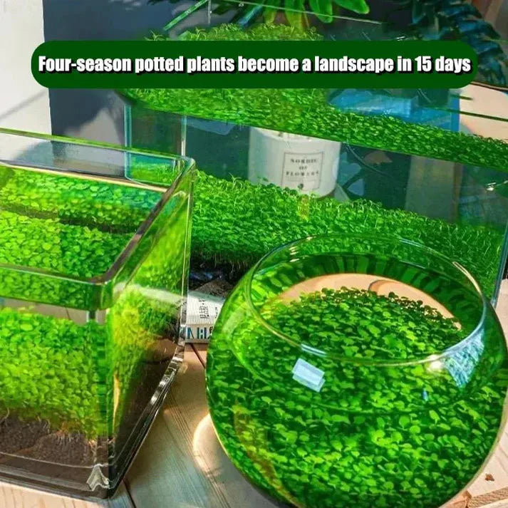 Water Grass Seeds