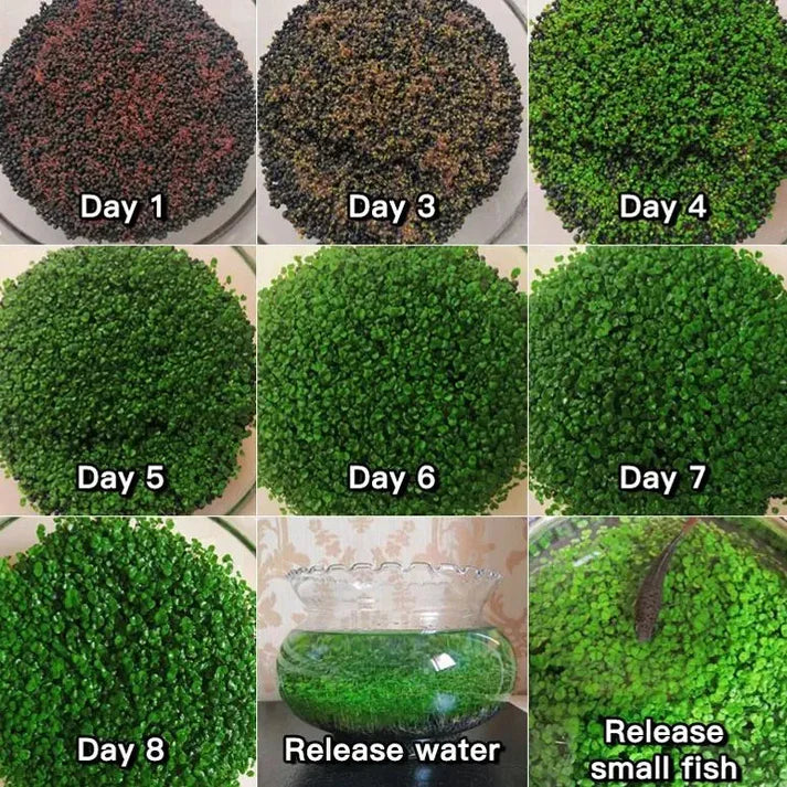 Water Grass Seeds