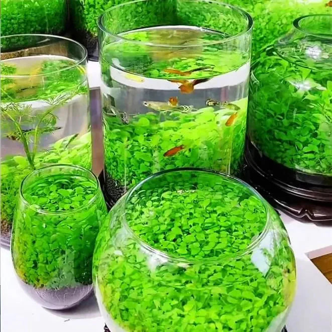 Water Grass Seeds