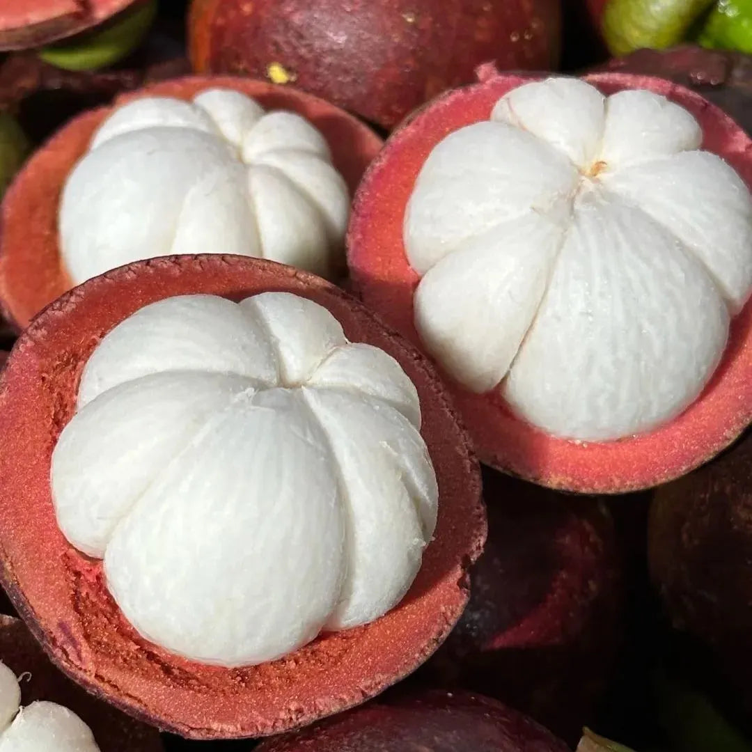 Mangosteen Seeds