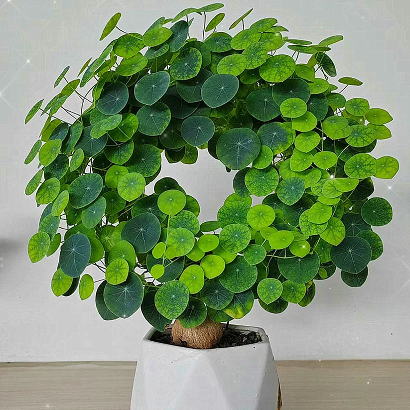 Stephania Erecta: The strongest houseplant for lazy people (Buy 1 Get 1 Free)