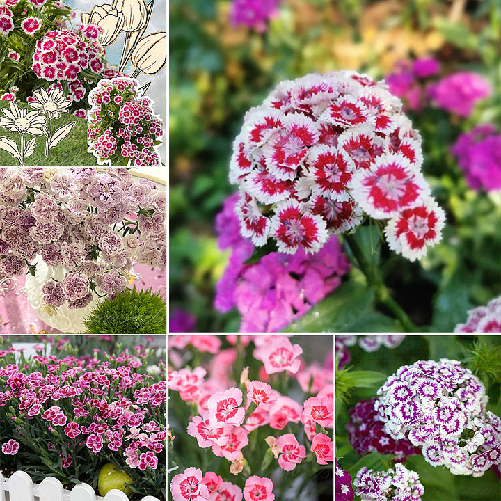 Dianthus Barbatus Seeds + Free Pot Mixture