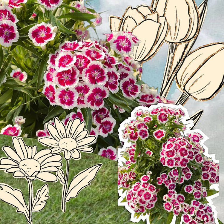 Dianthus Barbatus Seeds + Free Pot Mixture