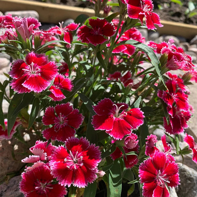 Dianthus Barbatus Seeds + Free Pot Mixture