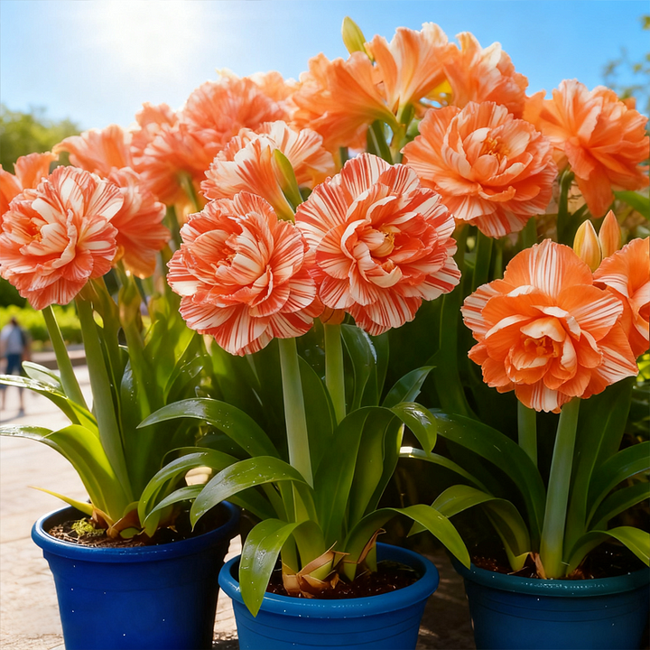 Rare Double Daffodil Bulbs (Pack of 8)