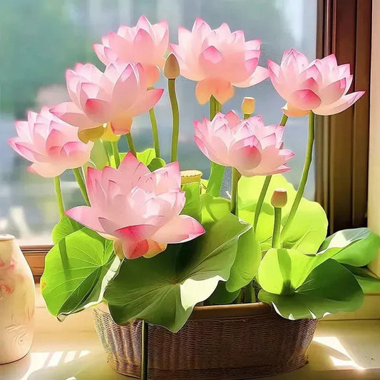 Premium Japanese Bonsai Lotus Seeds (Buy 1 Get 2 Free)