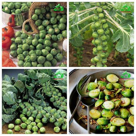 Fast-Grow Mini Cabbage Seeds