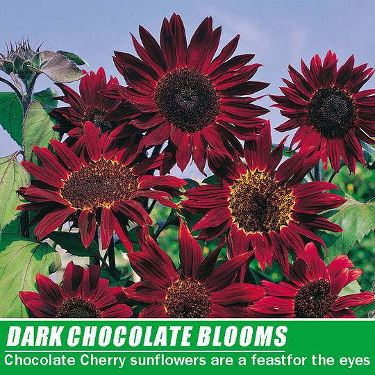 Chocolate Cherry Sunflower Seeds