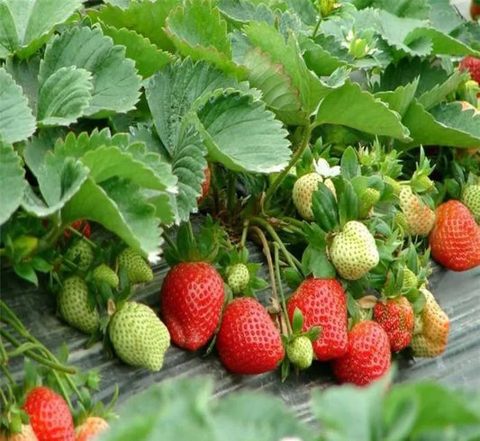 All-Season Strawberry Seeds 🍓 (Pack Of 60)