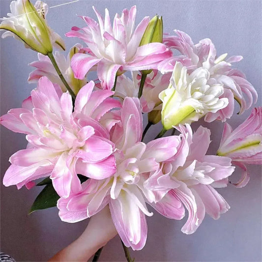 Double Petaled Perfume Lily Bulbs