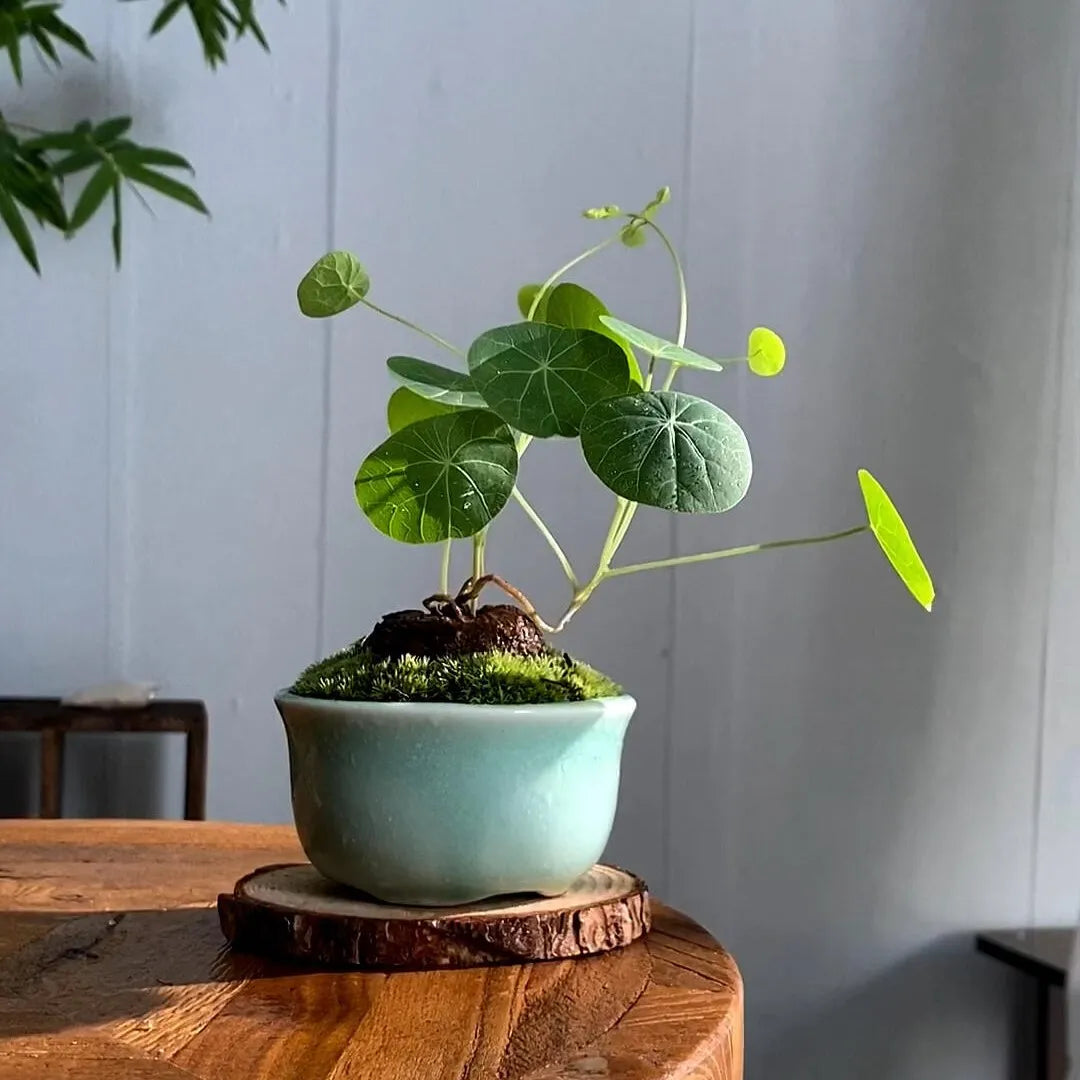 Stephania Erecta: The strongest houseplant for lazy people (Buy 1 Get 1 Free)
