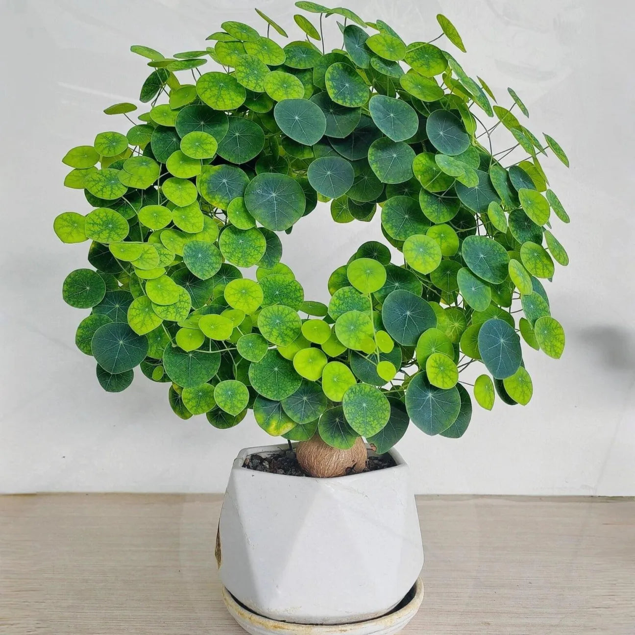 Stephania Erecta: The strongest houseplant for lazy people (Buy 1 Get 1 Free)