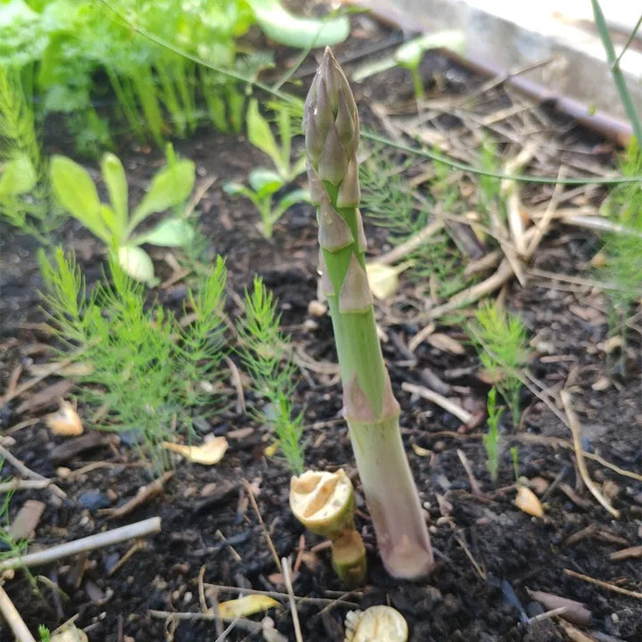 🌿King of Vegetables - Asparagus Mary Washington Seeds