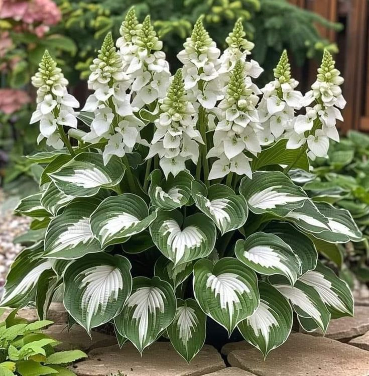 Evergreen Hardy Hosta Seeds