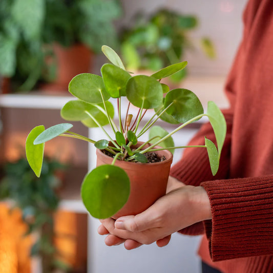 Chinese Money Plant