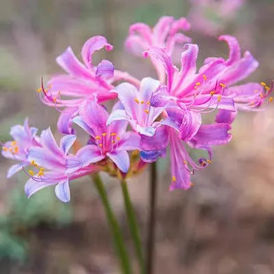 🌈 Spider Lily Bulbs-Multicolor