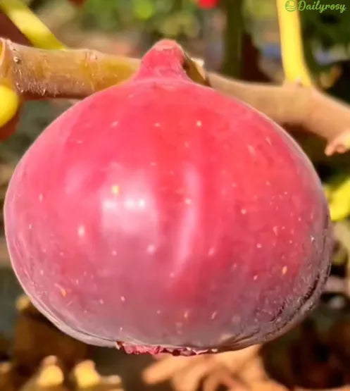 🍑Super Giant Fig Tree Seeds - The Sweetness of a Peach in Every Bite! 🌟