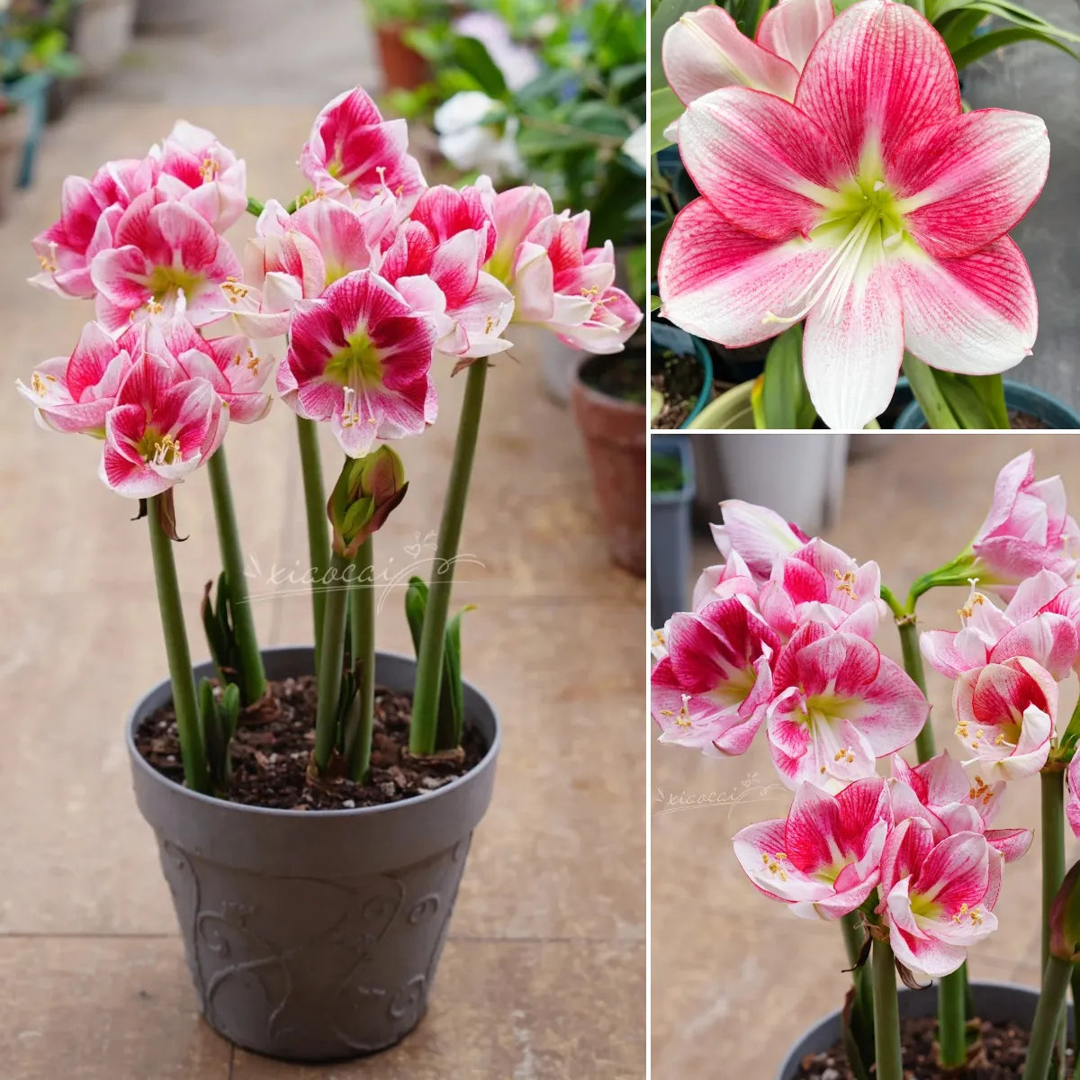 Amaryllis Bulbs - Beautiful Fairy