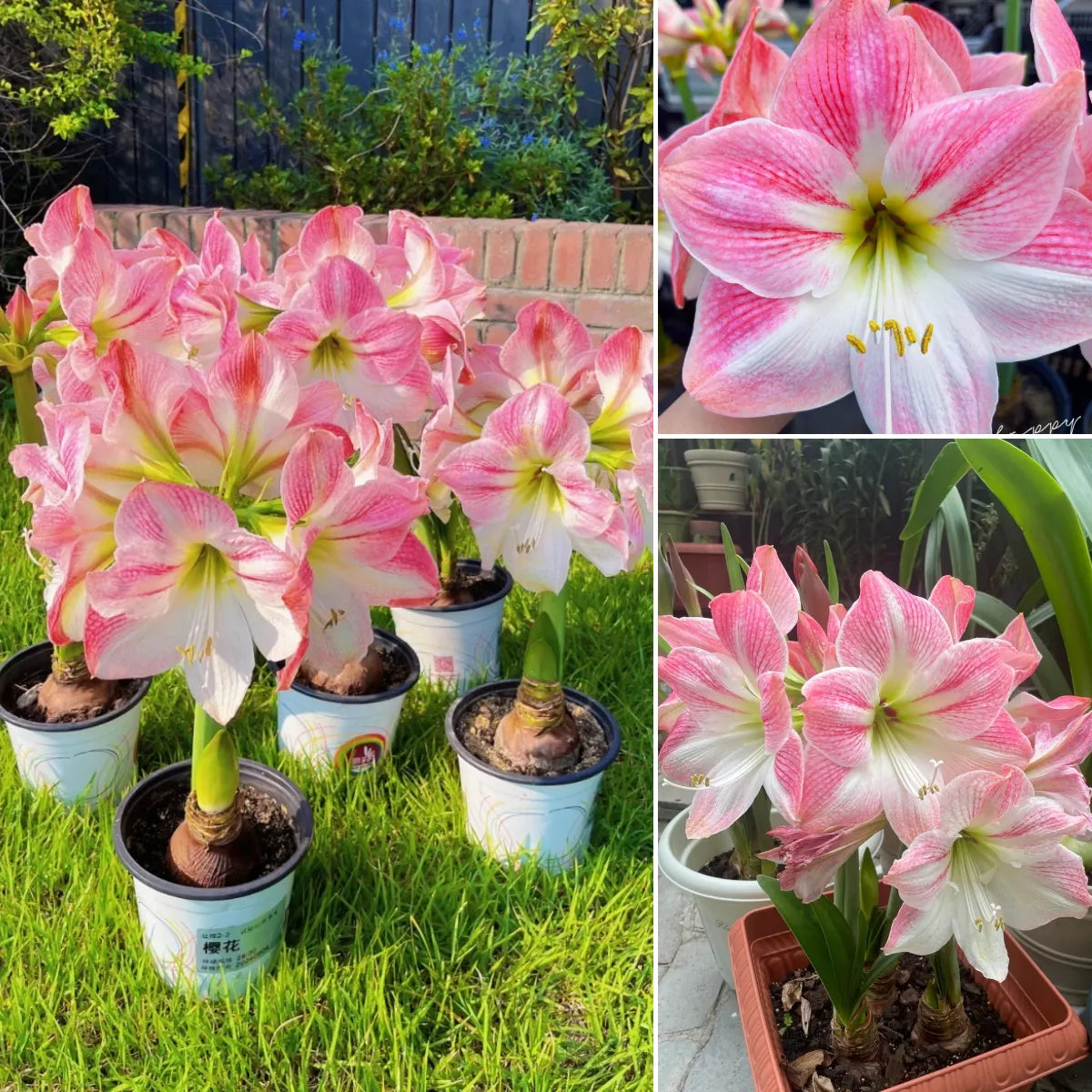 Amaryllis Bulbs - Beautiful Fairy