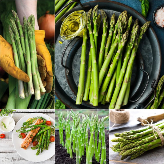 🌿King of Vegetables - Asparagus Mary Washington Seeds