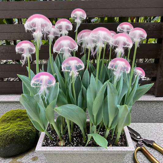 Jellyfish Flowers Seeds