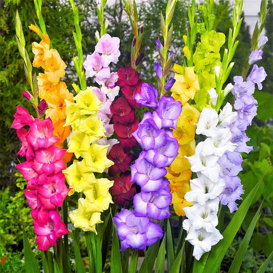 Rainbow Gladiolus Mix Bulbs