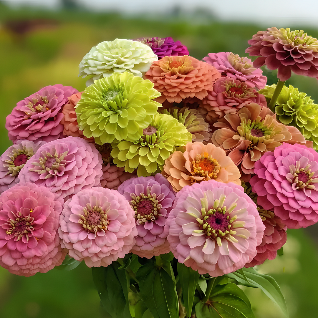 Double Zinnia Mixed Colour Seeds + Free Plant Growth Booster and Supplement