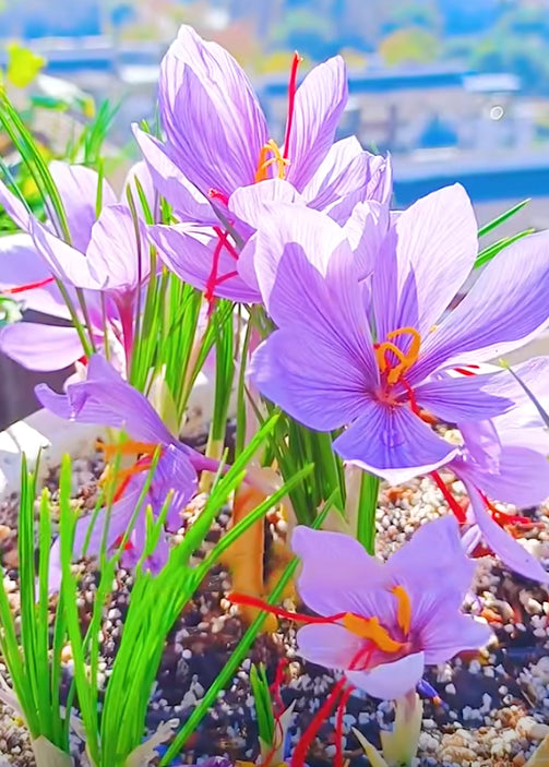 Saffron Bulbs