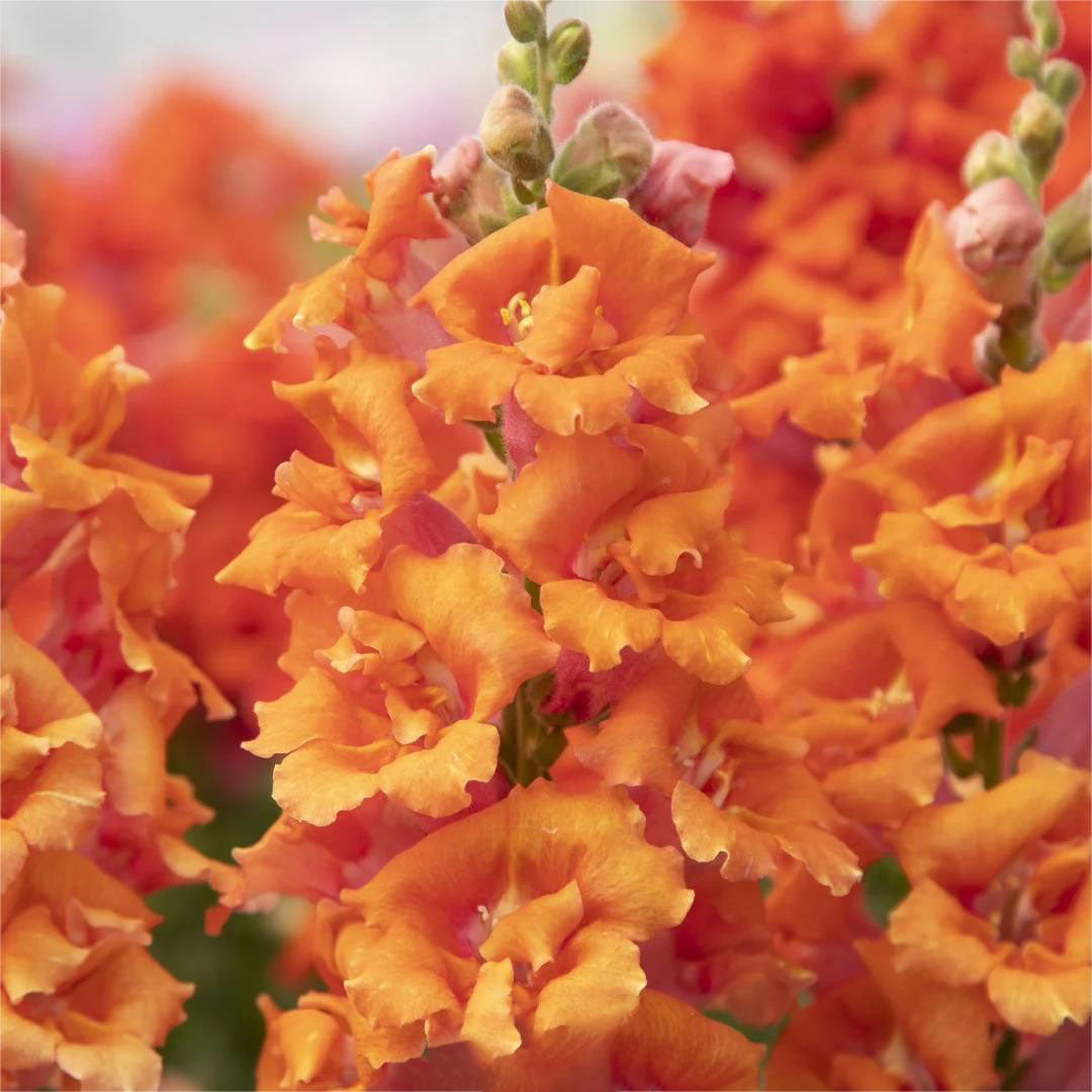 Snapdragon Seeds (Free Pot Mixture 100 gm)