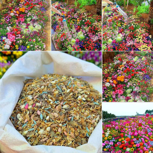 Mixed Perennial Flower Seeds - Over 40 Types Mixed