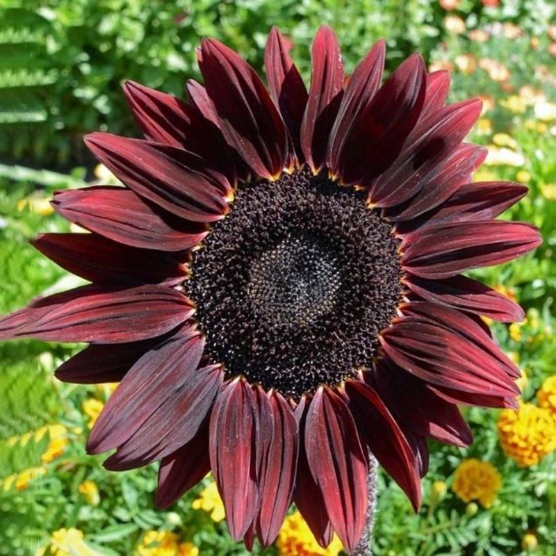 Chocolate Cherry Sunflower Seeds