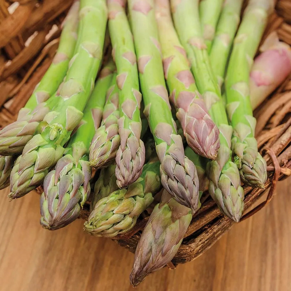 🌿King of Vegetables - Asparagus Mary Washington Seeds