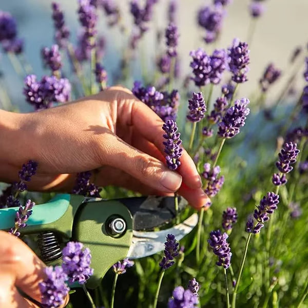 Premium Lavender Seeds
