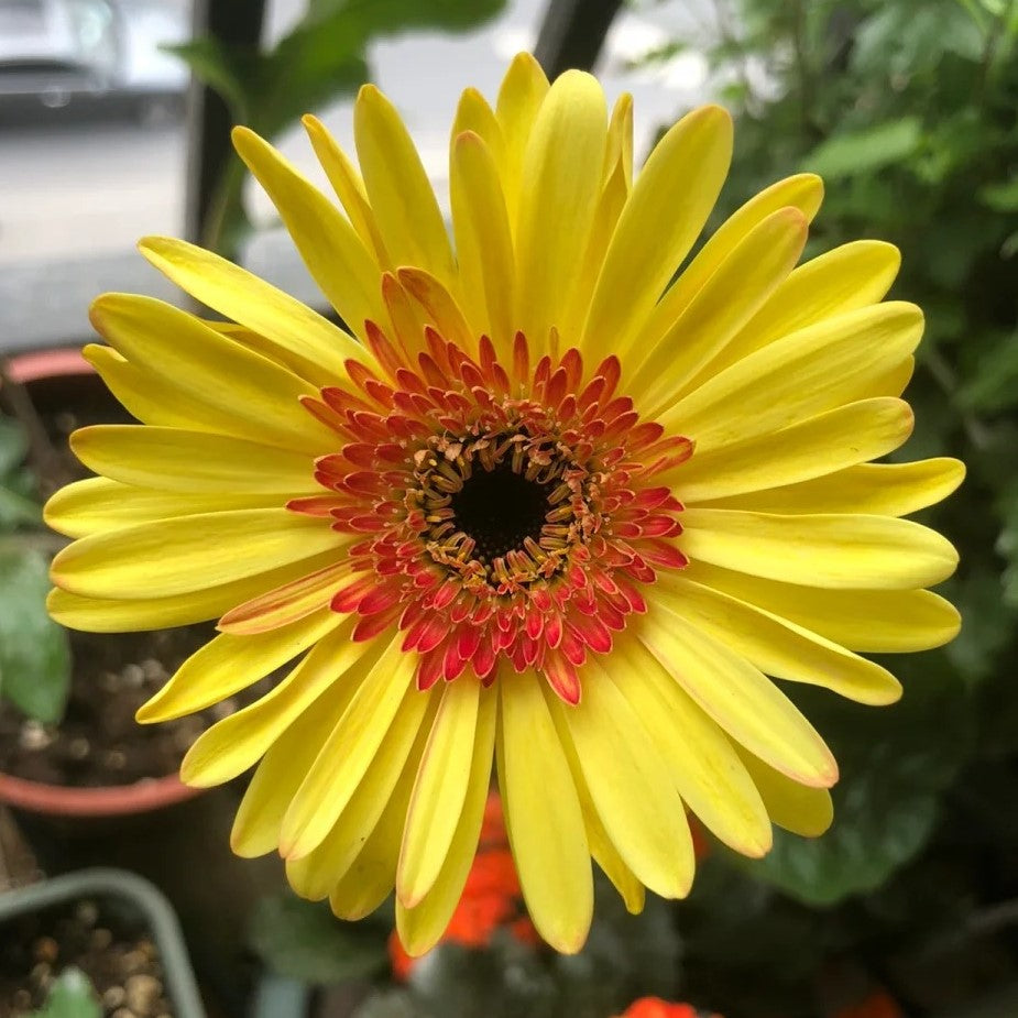 Gerbera Mix Flowering Seeds🌼