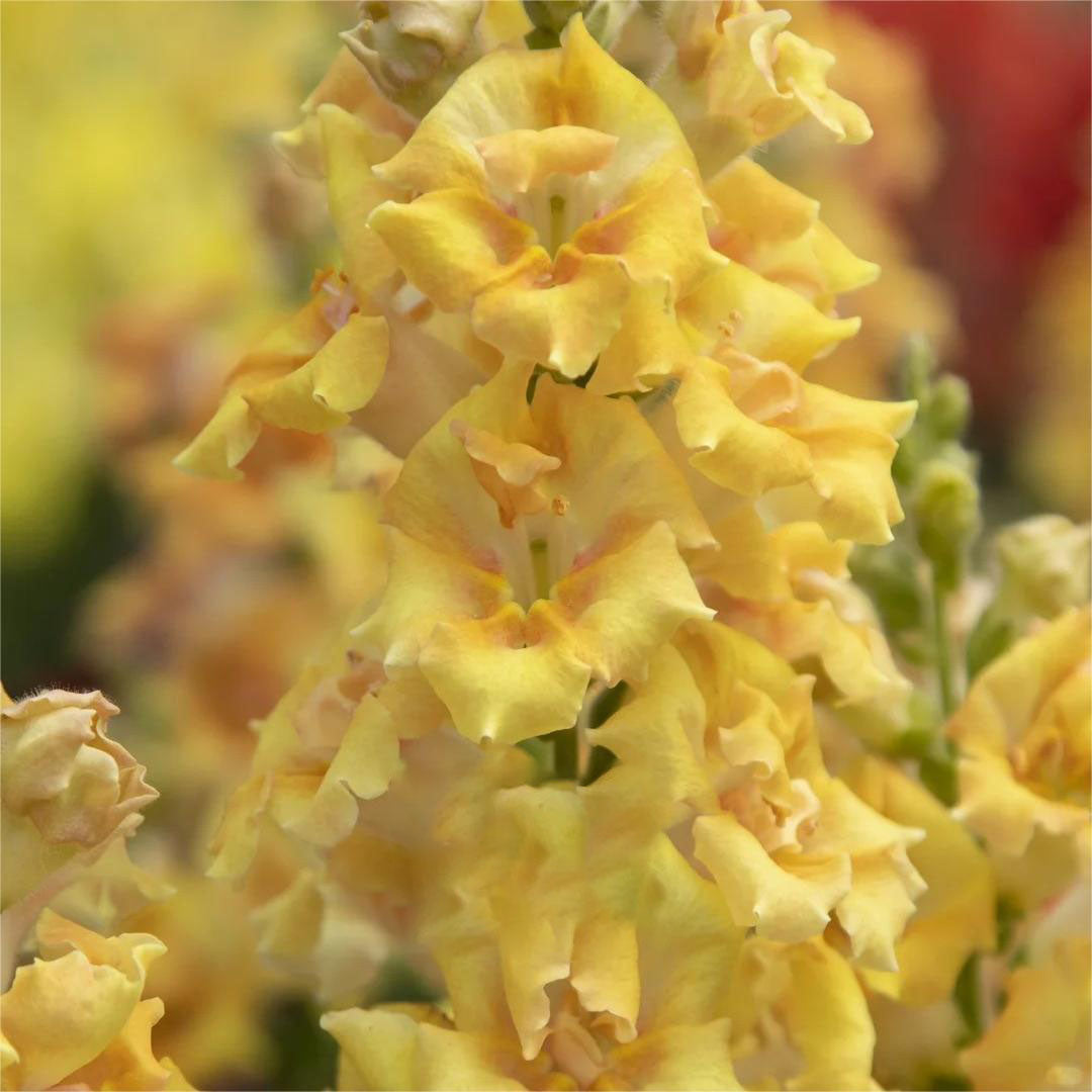 Snapdragon Seeds (Free Pot Mixture 100 gm)