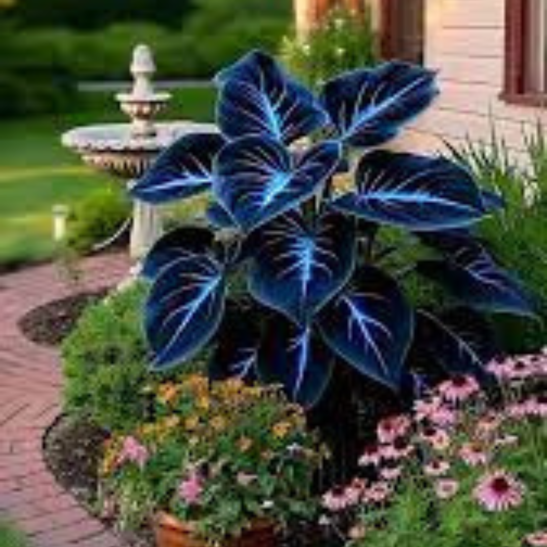 Rare Blue Flame Hosta seeds + 100 Grams Organic Potmix Free