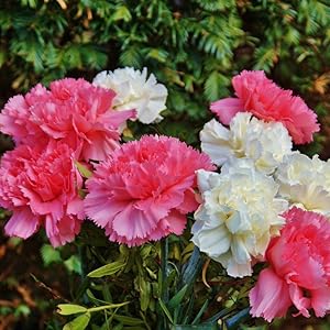 Multi-Colored Carnation Seeds + Free Pot Mixture 100 gm