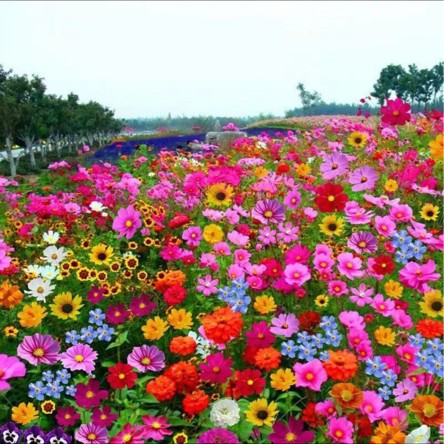 Mixed Perennial Flower Seeds - Over 40 Types Mixed